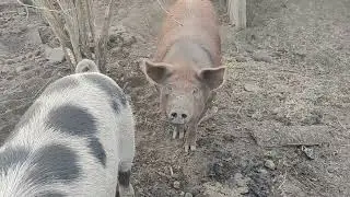 Осень в деревне.Живем третий год .Наши животные.