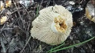 В лес по грибы.