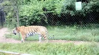 Tiger Phnom Tamao Zoological Park