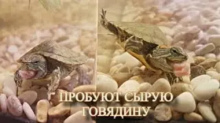 Черепахи едят сырое размороженое мясо (говядина)