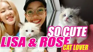 Very Cute Lisa & Rose being Cat Lover Blackpink