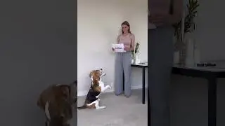В блоге про психологию собак @archibeagle