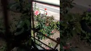 Дачные фрагментики