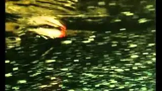 Видео каталог воблеров Smith. Часть 2