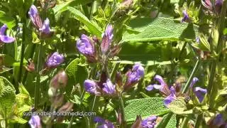 Polyculture Gardens