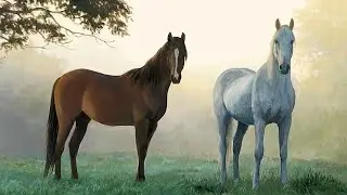 Wild horses, Mountain's, Relax, Дикие лошади, горы, красивая музыка, антистресс