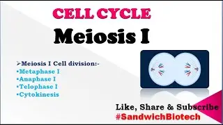 Meiosis I Cell division  #Metaphase I #Anaphase I #Telophase I #Cytokinesis