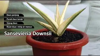 Sansevieria Downsii
