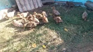 Утки в бассейне! Шоколадные и лавандовые малыши
