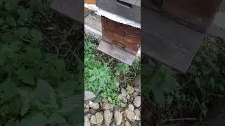 15 Aralık arı uçuşu