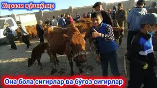 Хоразм Кушкупир ОНА БОЛА СИГИРЛАР НАРХЛАРИ 23 сентября 2021 г.
