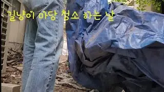 길냥이 마당 청소 하는 날 #길냥이 #튀기냥