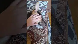 Массаж морды
