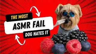 ASMR DOG FAIL 😅