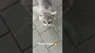 Опять жара 🔥