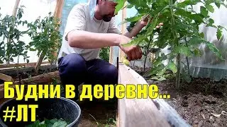 [VLOG_ЛТ#176]: будни, жара, картофан, помидорки, теплица...