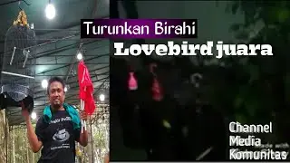 Cara dahsyat turunkan birahi Lovebird