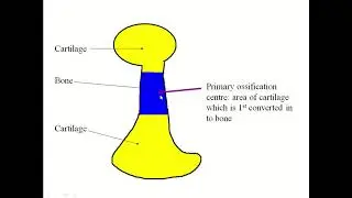 From Epiphysis to Diaphysis: A Visual Guide to Long Bone Growth