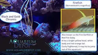 Firefish Goby -  A Terrific Ornamental Fish
