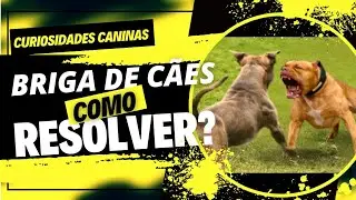 Briga de cães: como resolver?