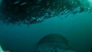 Пингвин ловит рыбу