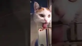 кот аквариум