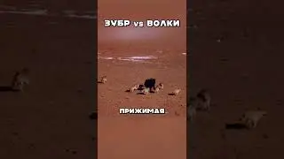 ZUBR VS. WOLVES 🐮❌🐶 