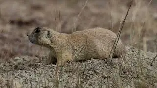 White tailed Prairie Dogs   HD 1080p