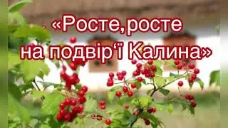 «Росте, росте на подвір‘ї калина»//Гнатюк, Дудка