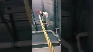 Movsar Evloev Rope Climbing