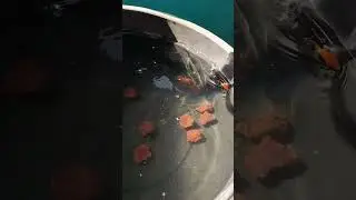 Alligator Gar Feeding Time!!!