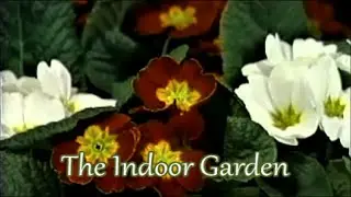 How to Grow a Primrose Plant Indoors or Out