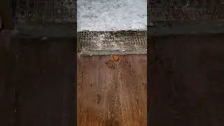 Лиса 🦊 по имени Веста пробует кекс 🥧😊