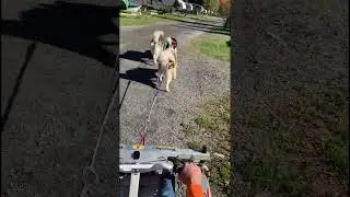 Home Stretch #sleddogs #dogsledding #malamutelovers