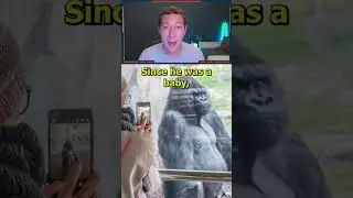 Gorilla Escapes Zoo Looking For Woman