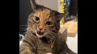 Meoooowwwws from the cutest cat #cats #catcute #viral #catcute #kitten #shorts #fyp