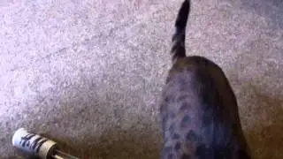 Nikita playing fetch