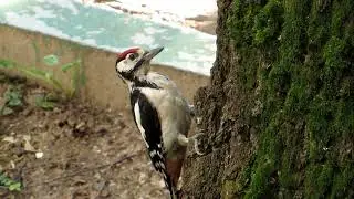 ДЯТЕЛ КРАСНОШАПОЧНИК / Woodpecker