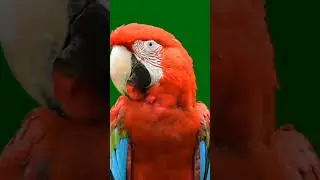 4k Parrott .