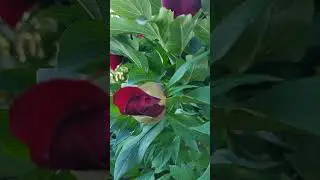 пион HEPHESTOS