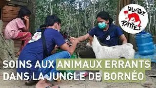 Notre programme pour les animaux errants à Bornéo  | QUATRE PATTES