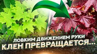 КАК и ЗАЧЕМ ПРИВИВАТЬ ДЕРЕВЬЯ в питомнике растений