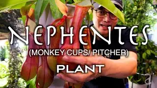 [Plant Tito ng Japan] NEPHENTES-MONKEY CUPS-PITCHER PLANT CARE TIPS!