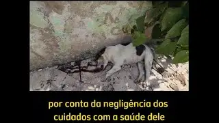 Animais cuidem !