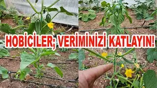 HOBİ BAHÇESİNDE BİBER, PATLICAN VE HIYARDA YÜKSEK VERİM İÇİN BUNU YAPIN!