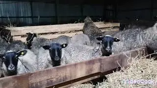 Ярки 6-8 мес