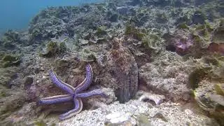 Octopus Super Smashes Fish