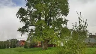 Тополь