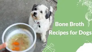 Bone Broth Recipes for Dogs