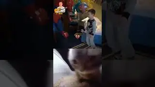 CHIPY CHIPY CHAPA CHAPA. #cat #cats #music #explore #shorts